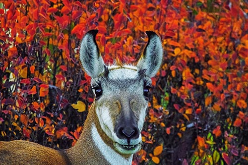 Pronghorn Snacking Among Autumn Leaves
