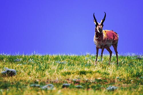 Pronghorn Standing Along Grassy Horizon