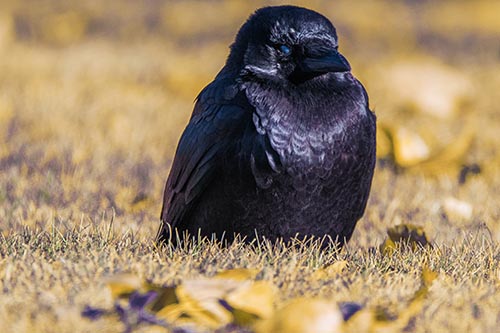 Puffy Crow Standing Guard Among Leaf Covered Grass
