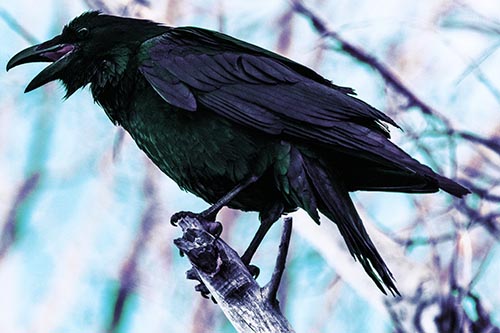 Raven Croaking Among Tree Branches