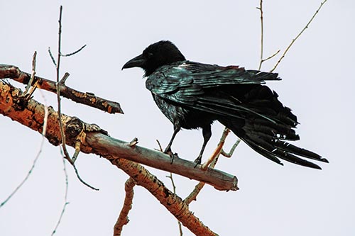 Raven Grips Onto Broken Tree Branch