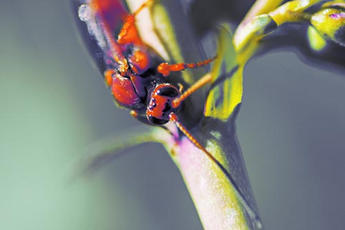 Red Wasp Crawling Down Flower Stem
