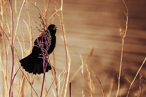 Red Winged Blackbird Chirping From Plant Top