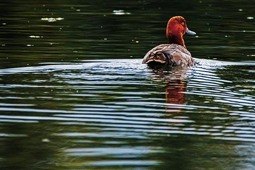Redhead Duck Swimming Across Water