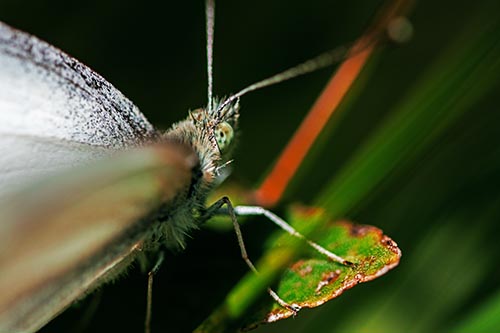 Resting Wood White Butterfly Perched Atop Leaf