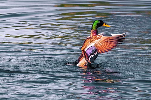 Duck Pictures
