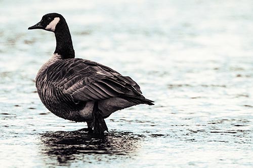 River Walking Canadian Goose