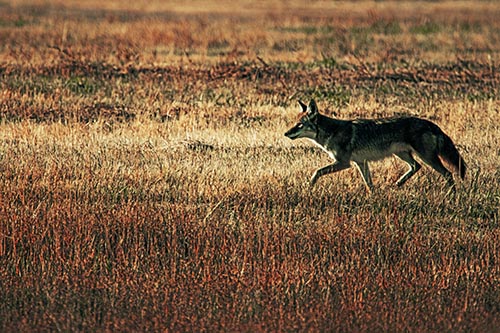 Running Coyote Hunting Among Grass Prairie