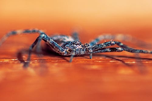 Spider Pictures