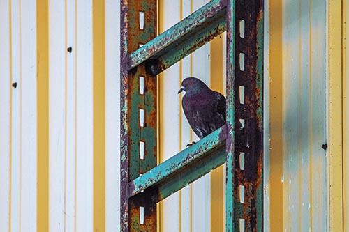 Rusted Ladder Pigeon Keeping Watch