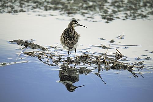 Sandpiper Bird Perched On Floating Lake Stick