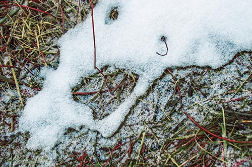Screaming Stick Eyed Snow Face Among Grass