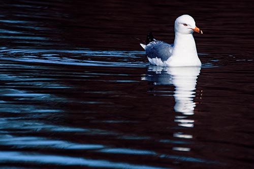 Seagull Pictures