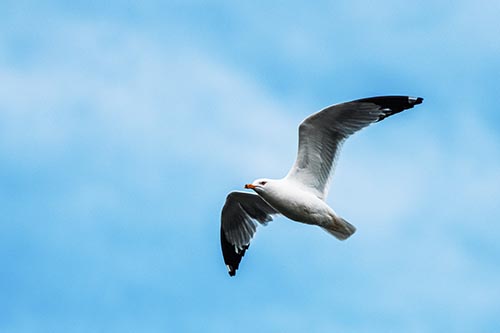 Seagull Pictures
