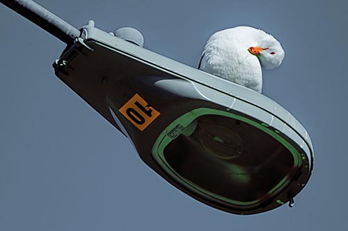 Seagull Grooming Self Atop Street Light Pole