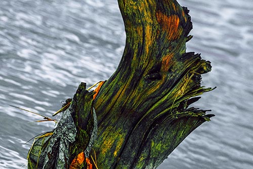 Seasick Faced Tree Log Among Flowing River