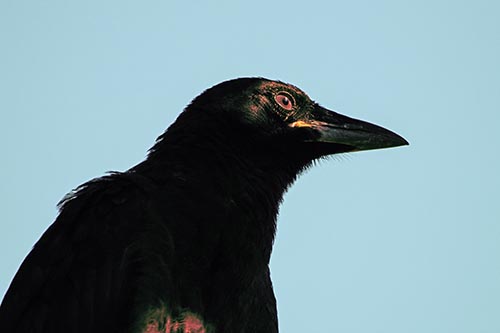 Shaded Crow Gazing Towards Sunlight