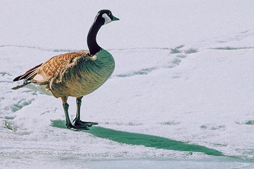 Shadow Casting Canadian Goose Standing Among Snow