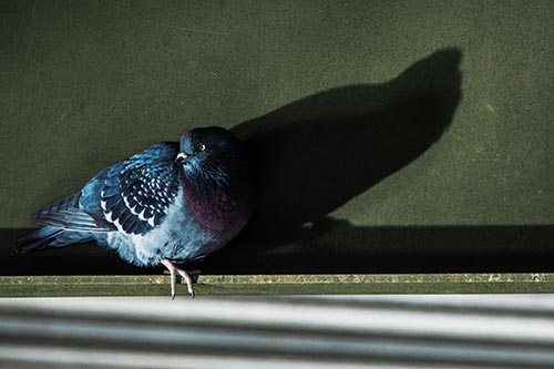 Shadow Casting Pigeon Looking Towards Light
