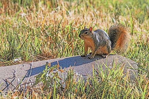 Squirrel Pictures