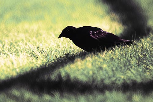 Shadow Standing Grackle Bird Leaning Forward On Grass