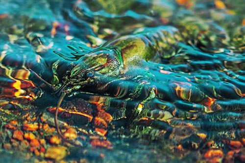 Shallow Submerged Crayfish Keeping Watch Among River