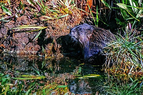 Muskrat Pictures