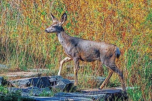 Side Glancing Mule Deer Walking Up Stepping Stones