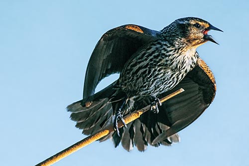 Blackbird Pictures