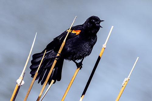 Blackbird Pictures