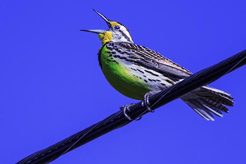 Singing Western Meadowlark Perched Atop Powerline Wire