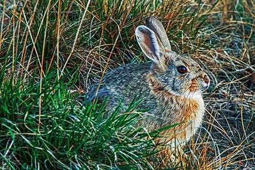 Sitting Bunny Rabbit Enjoying Sunrise Among Grass