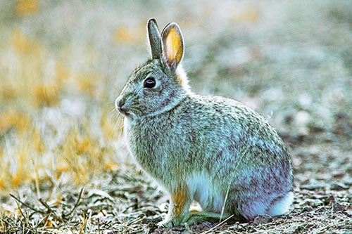 Sitting Bunny Rabbit Perched Beside Grass Blade