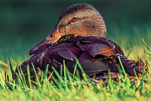 Sitting Mallard Duck Resting Among Grass