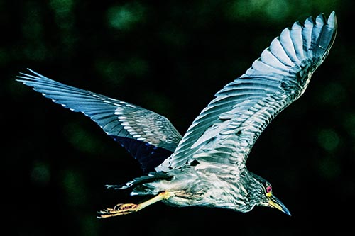 Heron Pictures