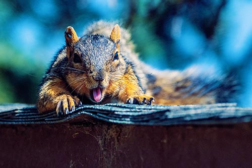 Squirrel Pictures