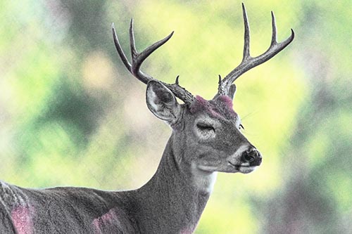 Deer Pictures