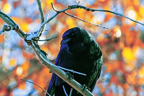 Sloping Perched Crow Glancing Downward Atop Tree Branch