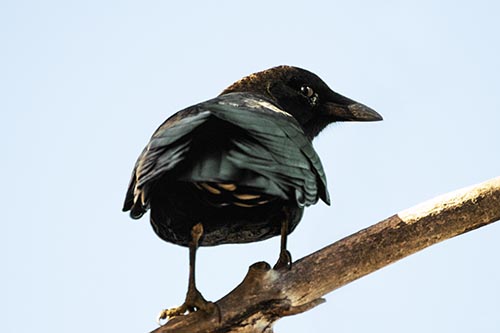 Sly Eyed Crow Glances Backward Among Tree Branch