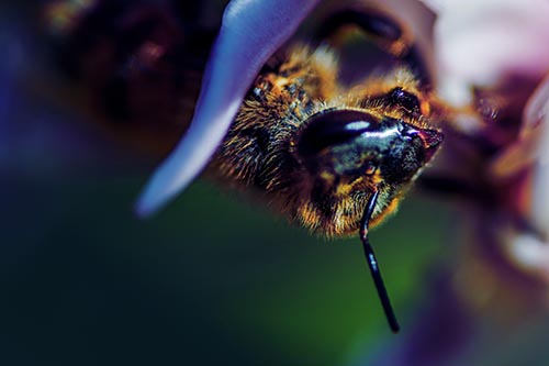 Snarling Honey Bee Clinging Flower Petal
