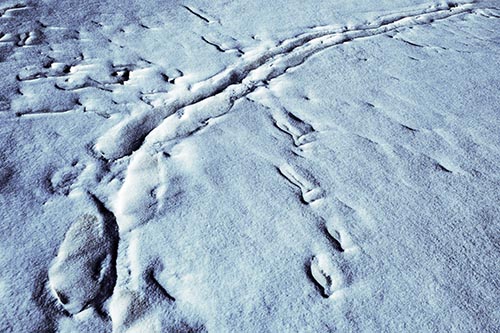 Snow Drifts Cover Footprint Trails