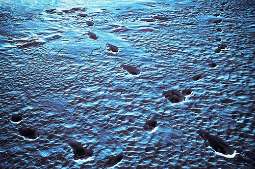 Snow Footprint Trails Crossing Paths