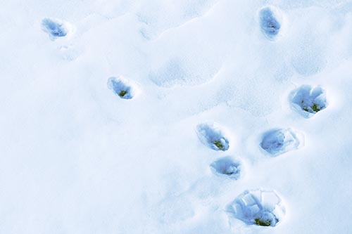 Snowy Animal Footprints Changing Direction