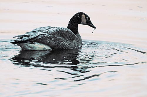 Snowy Canadian Goose Dripping Water Off Beak