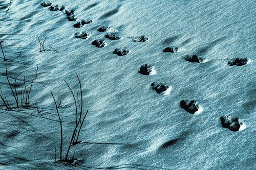 Snowy Footprints Along Dead Branches