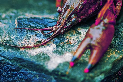 Soaked Crayfish Among Wet Shore Rock