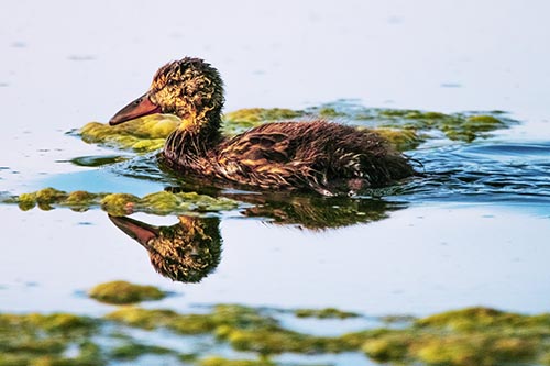 Duck Pictures
