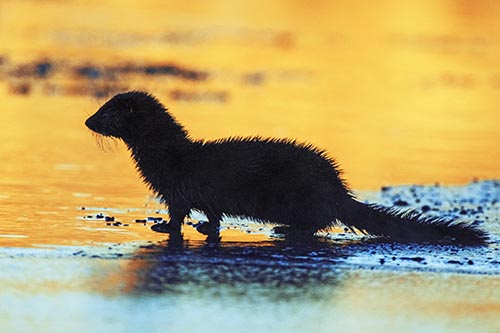 Soaked Mink Contemplates Swimming Across River