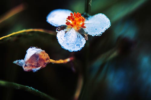 Soaking Wet Frogbit Flower Dew