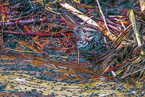 Song Sparrow Peeking Around Sticks